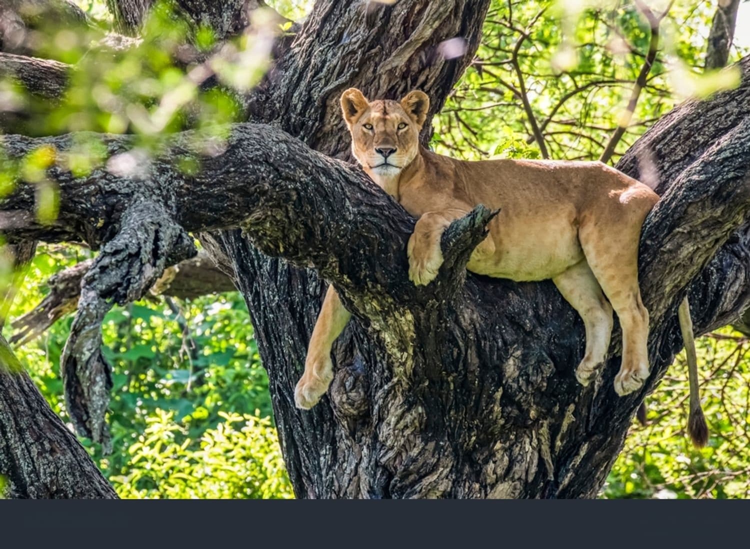 Safari Kaskazini