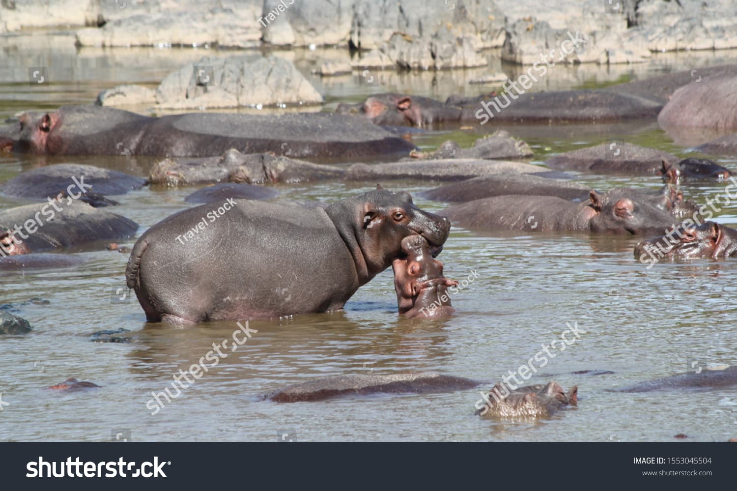 Serengeti Express