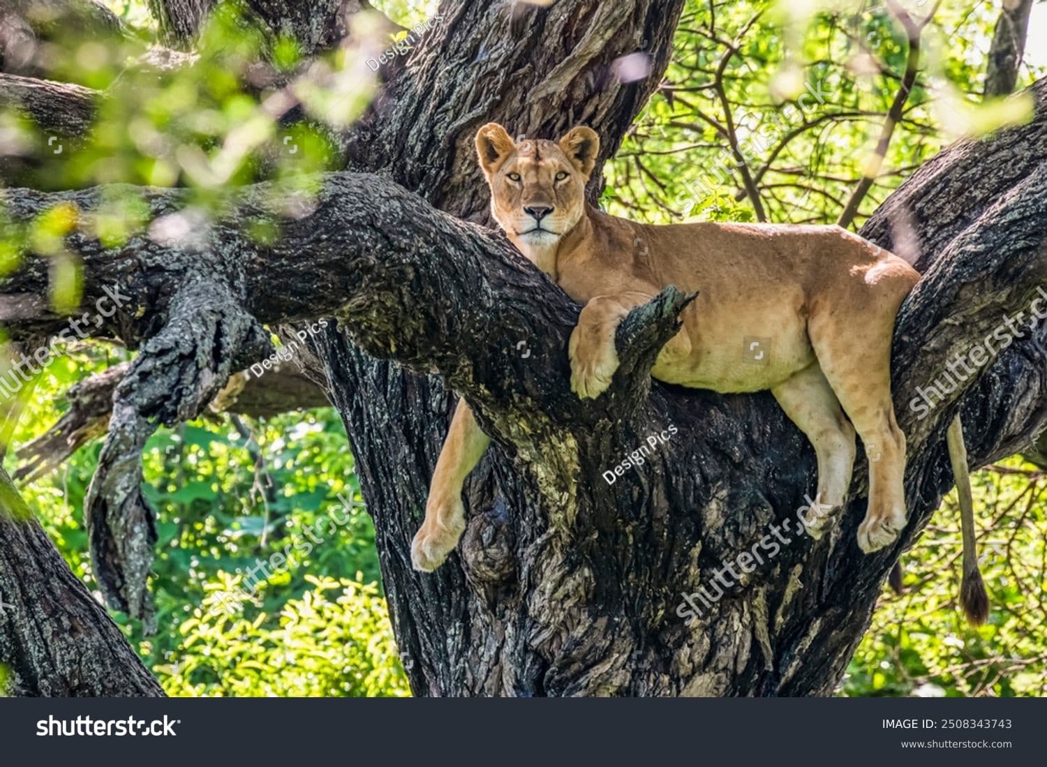 Tanzania Safaris
